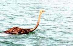 Ostrich-West-Coast-national.jpg