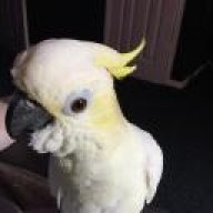 lance669