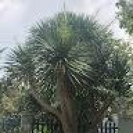 tirualuan