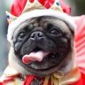 KingbarkerL1