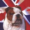 L0rd_Bulldog