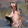 thehipposyawn